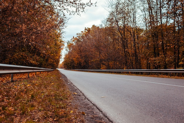 Autumn road surrounded with trees