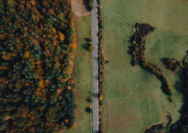 Autumn road through the forest shot with drone
