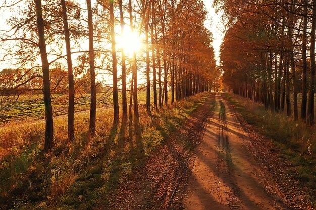 autumn road top view, landscape in autumn with drone