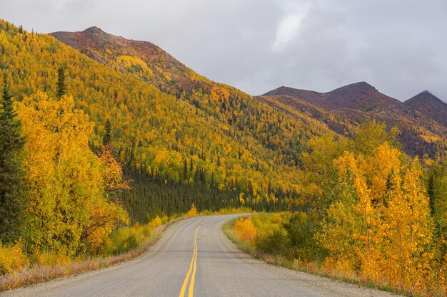 Autumn road