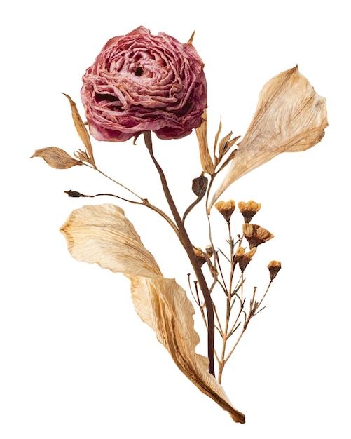 autumn rose flower png element transparent background