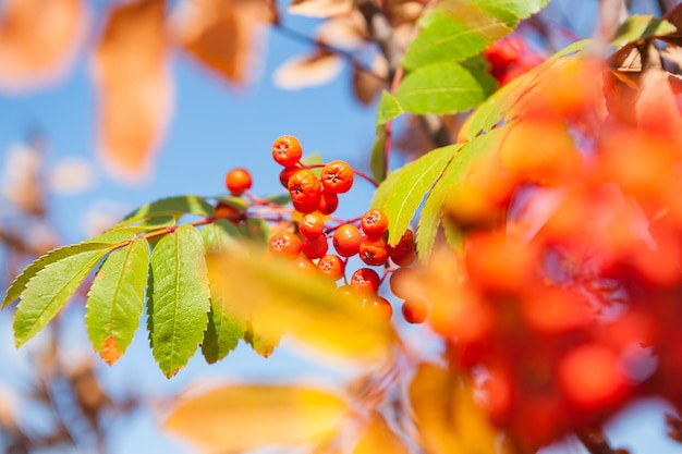 Autumn rowan tree with red berries and colorful leaves.