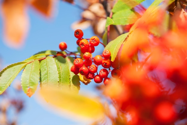 Autumn rowan tree with red berries and colorful leaves.