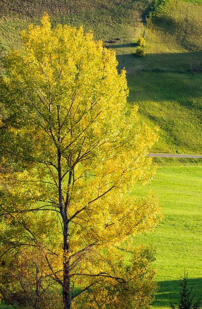 Autumn rural grassy hills and big colorful tree in front