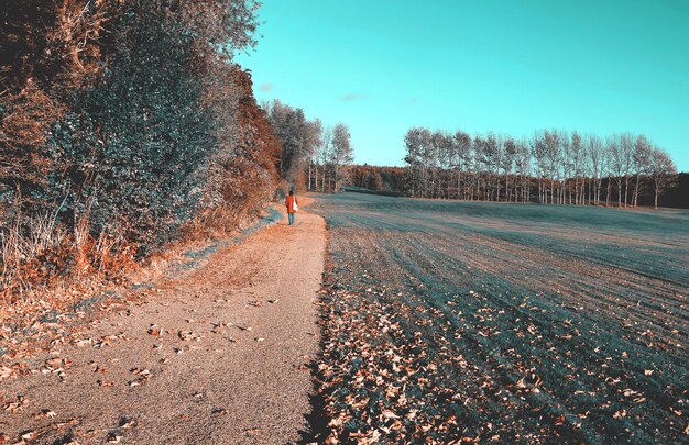 Autumn in rurual Denmark road thrugh green meadow of golf course and forest