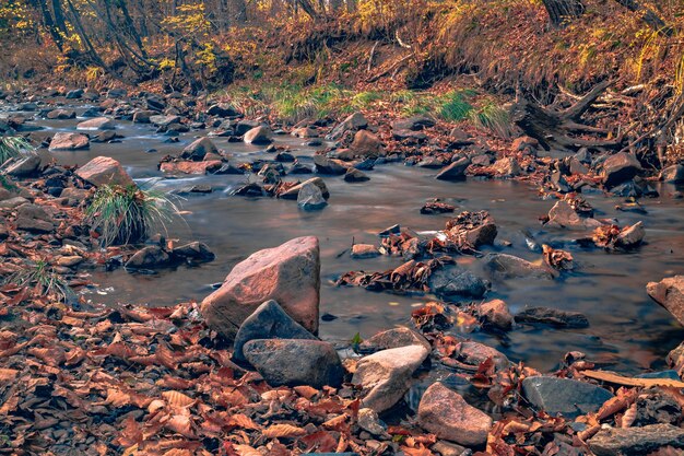 Photo autumn in the russian forest far eastern river