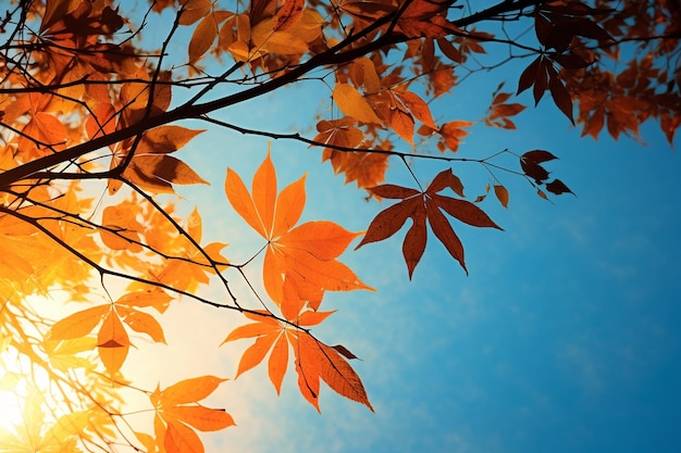 Autumn's contrast vibrant leaves against bright sky