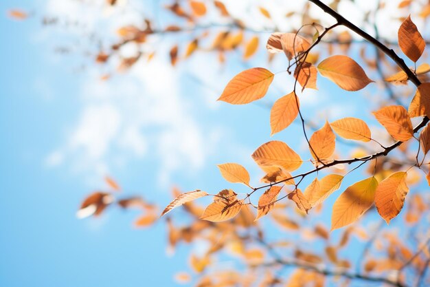 明るい空と秋の鮮やかな紅葉のコントラスト