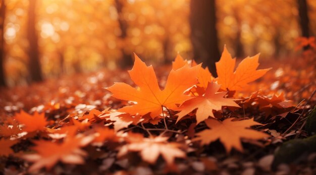 Autumn's embrace closeup of orange maple leaves at sunset