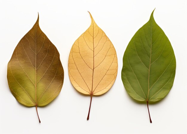 Photo autumn's splendor three leaves with brown leaves on a white background