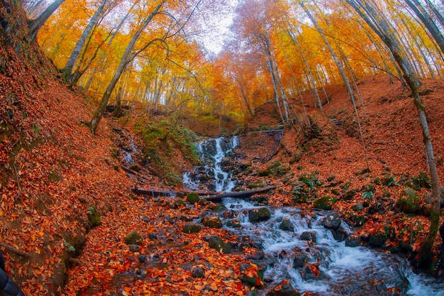 Autumn scene Seven lakes Bolu Turkey