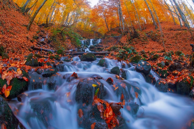 Autumn scene Seven lakes Bolu Turkey