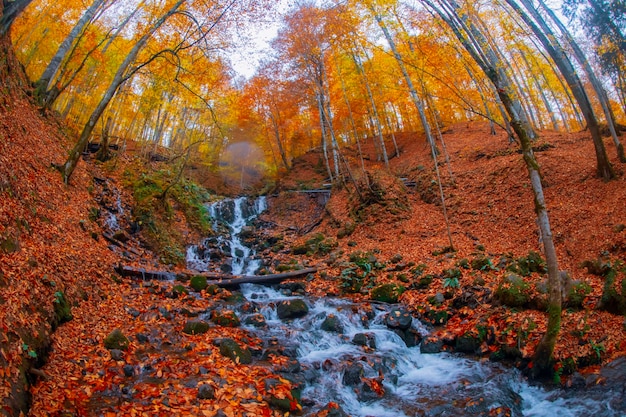 Autumn scene Seven lakes Bolu Turkey