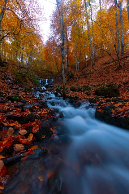 Осенняя сцена Семь озер Болу Турция