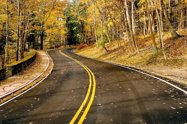 Autumn scene with road in forest