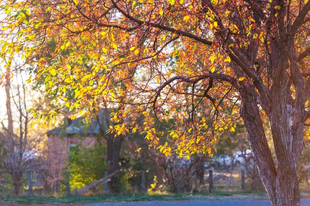 Photo autumn scene in yellow tones