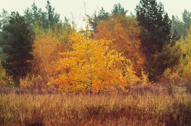 Autumn scene in yellow tones