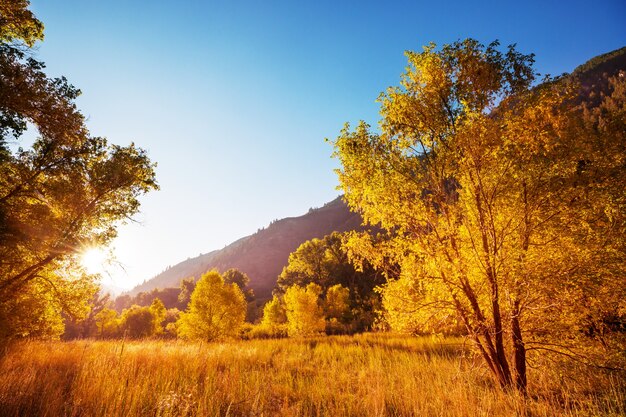 Autumn scene in yellow tones