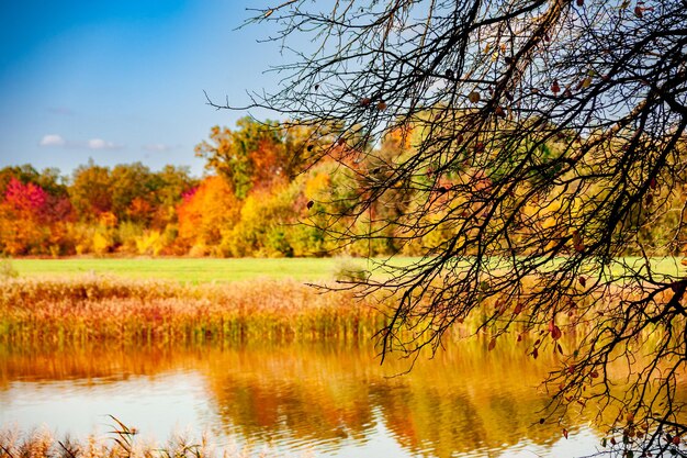 Autumn scenery of a lake with a tree branches in the foreground and a forest on the other side