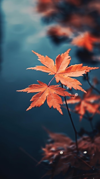 Autumn scenery maple leaves vistas photography style minimalist composition