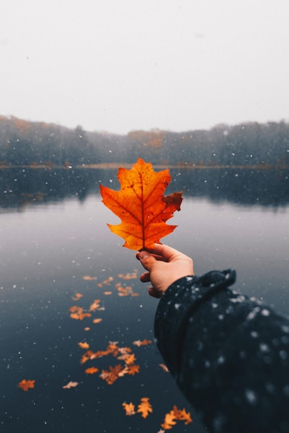 Autumn Season Autumn Forest