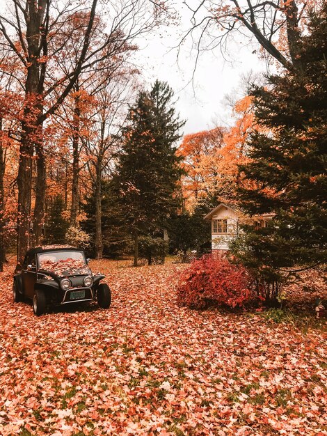 Autumn Season Autumn Forest