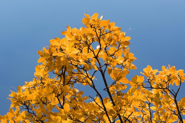 Autumn season. Autumn orange leaves on a branch