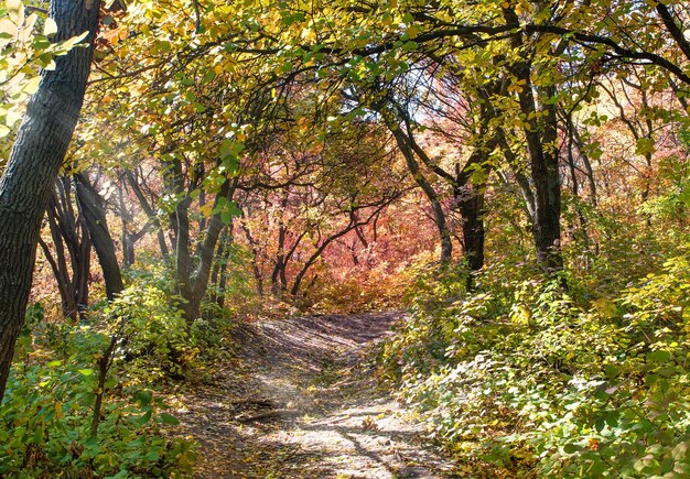 Autumn season. Bright autumn forest with walking path