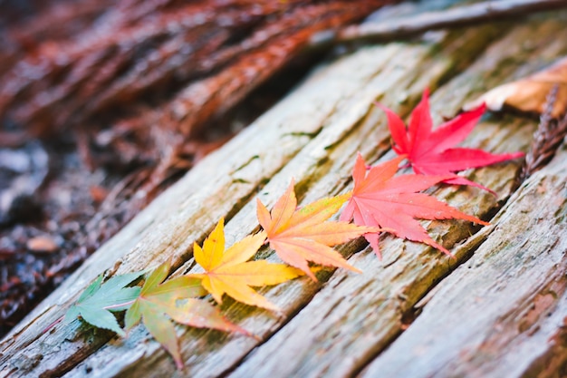 Autumn season colorful of tree and leaves 