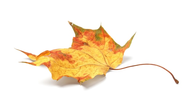 Autumn season concept autumn leaf isolated on white background