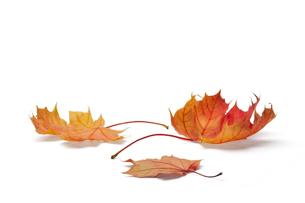 Autumn season concept, maple leaf isolated on white background