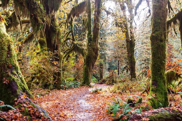 Осенний сезон в тропическом лесу Хо, Олимпийский национальный парк, Вашингтон, США. Красивые необычные природные пейзажи