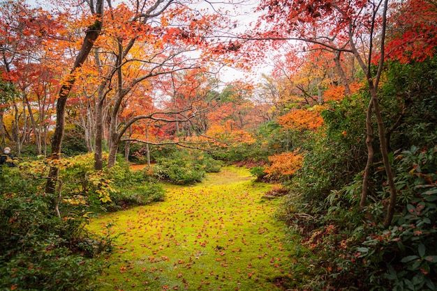 Photo autumn season in japan