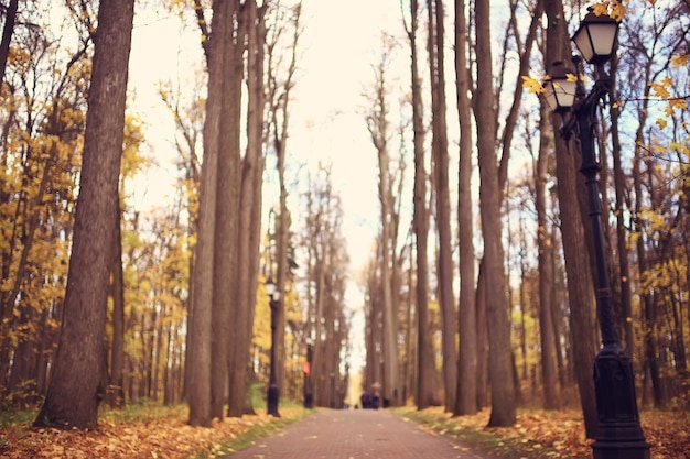 autumn season landscape in park, view of yellow trees alley background