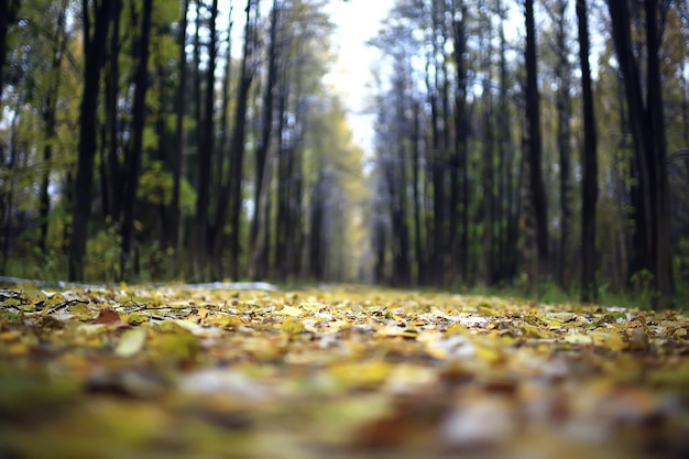 公園の秋の季節の風景、黄色の木々の路地の背景の眺め