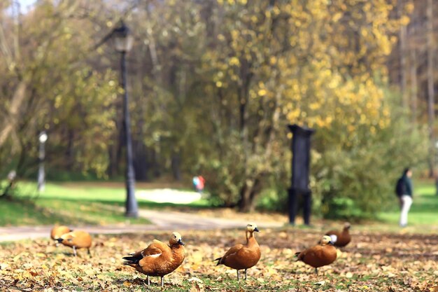 autumn season landscape in park, view of yellow trees alley background