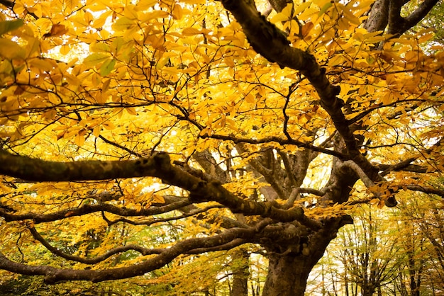 Autumn season lanscape with colorful trees and plants