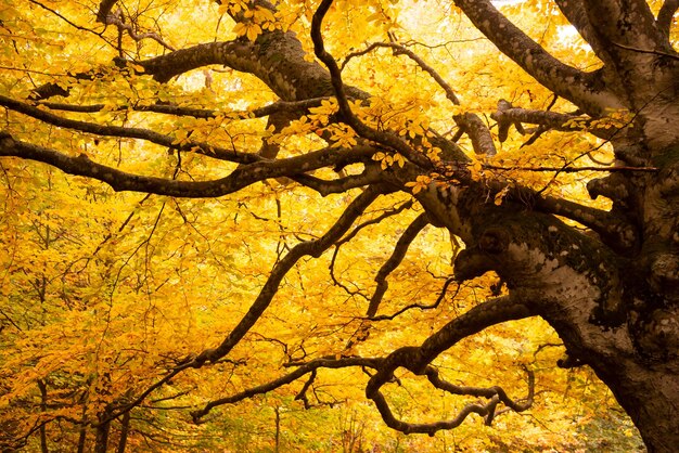 Autumn season lanscape with colorful trees and plants