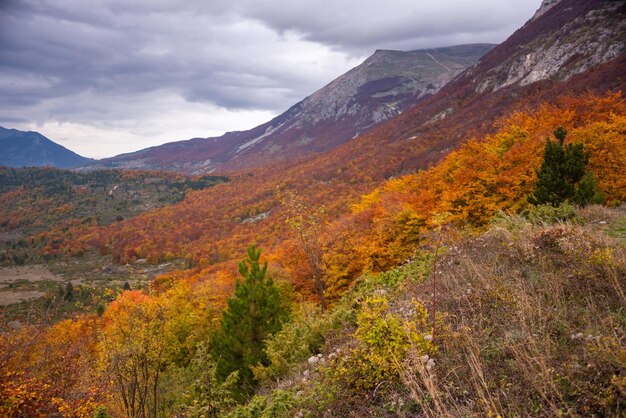 Autumn season lanscape with colorful trees and plants