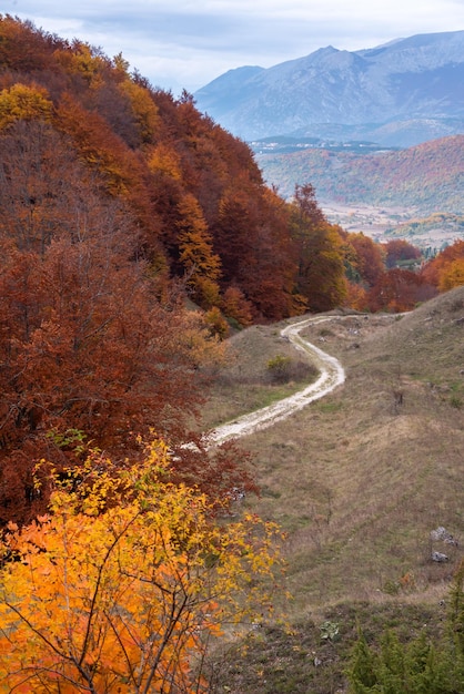 Autumn season lanscape with colorful trees and plants