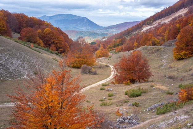 Autumn season lanscape with colorful trees and plants