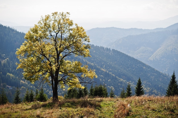 Autumn season in mountains. Alone tree. Carpathian, Ukraine. Majestic view.