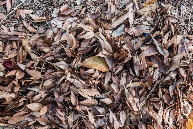 autumn season, natural leaves background and texture