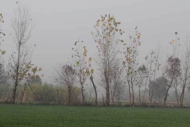 Foto la stagione autunnale in pakistan tutte le foglie sono gialle e secche e gli alberi sono in sequenza davanti al campo verde