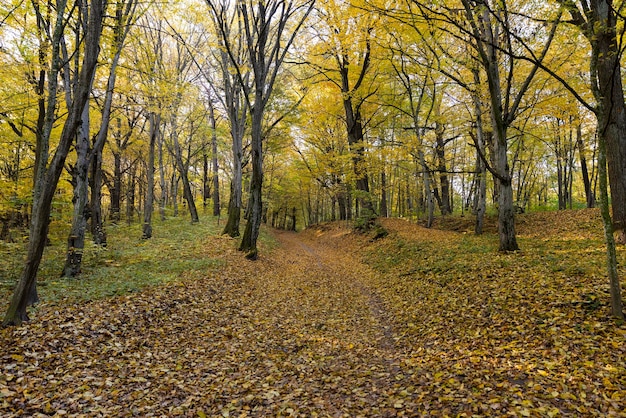 Осенний сезон в парке листва