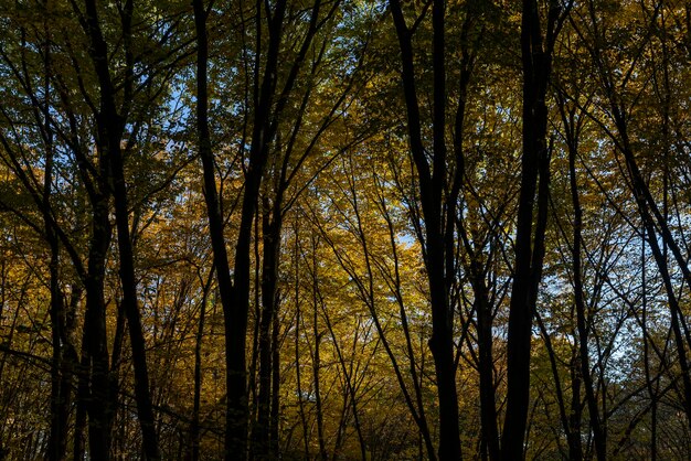 Autumn season in the park the foliage