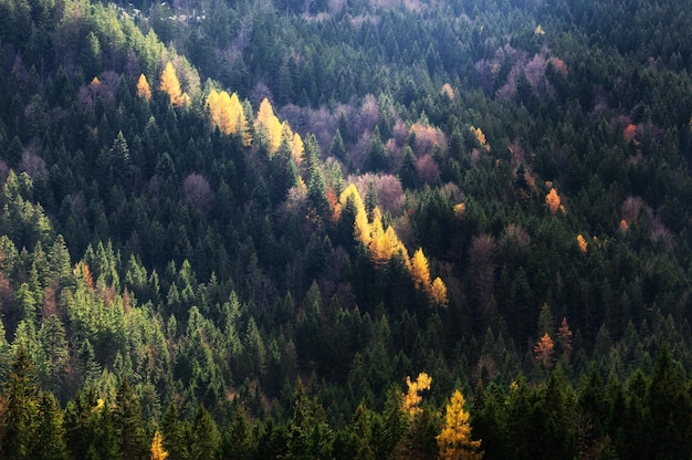 Autumn season theme Detail of coloured forest Garmisch Partenkirchen Bavaria Germany