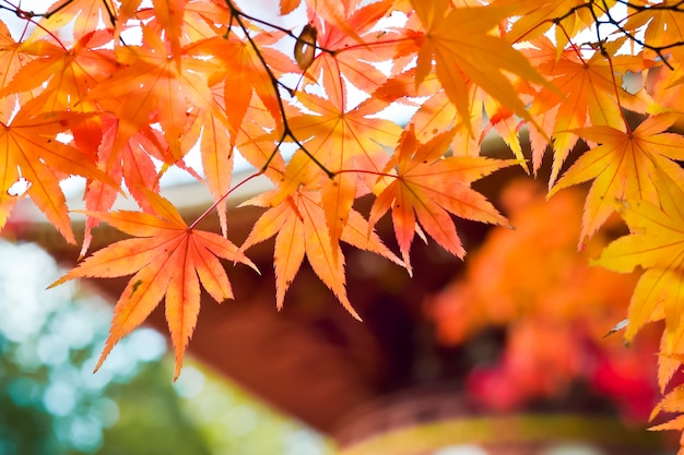 Autumn season of tree and leaves in japan