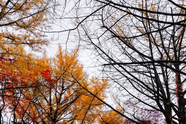 Осенний сезон деревьев и листьев