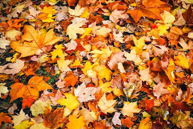 Stagione autunnale di albero e foglie